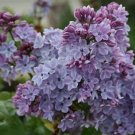 SYRINGA 'WONDERBLUE' - LILAC-FRAGRANT- PLANT - APPROX 6-8 INCH