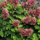 HYDRANGEA 'RUBY SLIPPERS'- OAKLEAF HYDRANGEA -PLANT - APPROX 2-4 INCH