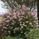 SYRINGA 'JOSEE' - REBLOOMING LILAC - FRAGRANT - PLANT -APPROX 6-8 INCH