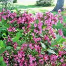 WEIGELA 'MINUET'- STARTER PLANT- APPROX 5-7 INCH
