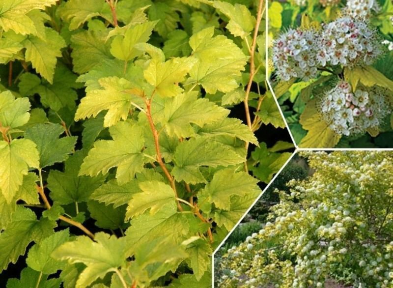 PHYSOCARPUS 'NUGGET' - NINEBARK - STARTER PLANT - APPROX 7-10 INCH