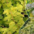 PHYSOCARPUS 'NUGGET' - NINEBARK - STARTER PLANT - APPROX 7-10 INCH