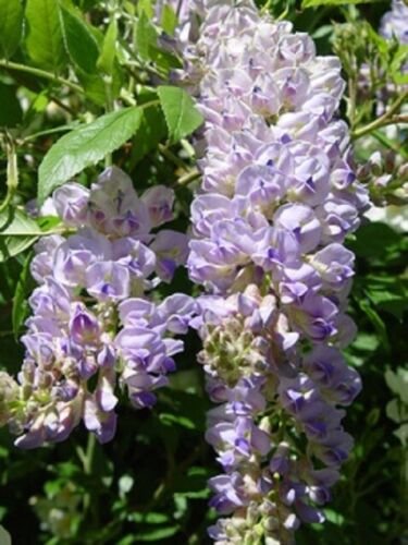 WISTERIA 'AUNT DEE' - STARTER PLANT - APPROX 7INCH
