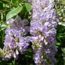 WISTERIA 'AUNT DEE' - STARTER PLANT - APPROX 7INCH