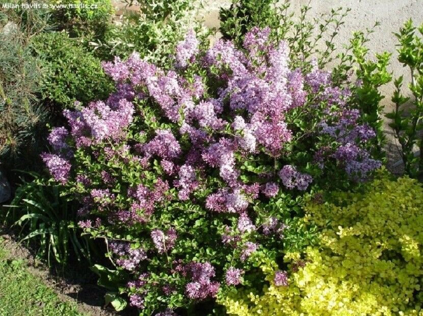 SYRINGA 'PALIBIN'- KOREAN LILAC- FRAGRANT -PLANT - APPROX 9-12 INCH