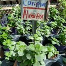 PLectranthus tomentosa~Camphor Vick's Live Plant 5" tall~Planta de Alcanfor