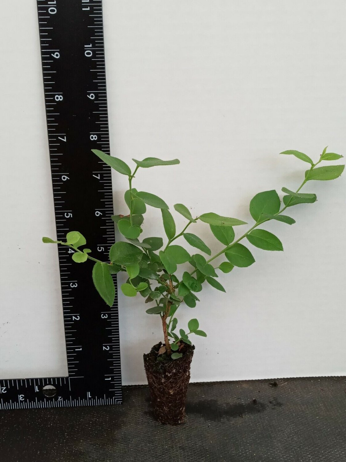 Blueberry Starter Plant ~Top Hat... Price includes 2 plants free shipping