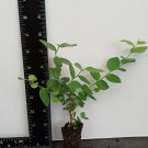 Blueberry Starter Plant ~Top Hat... Price includes 2 plants free shipping