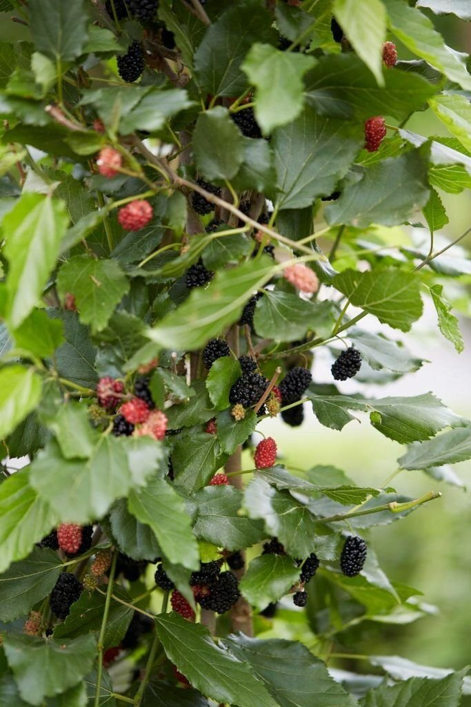 Dwarf Everbearing Mulberry get fruit right away Live Plant Free shipping