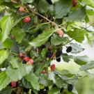 Dwarf Everbearing Mulberry get fruit right away Live Plant Free shipping