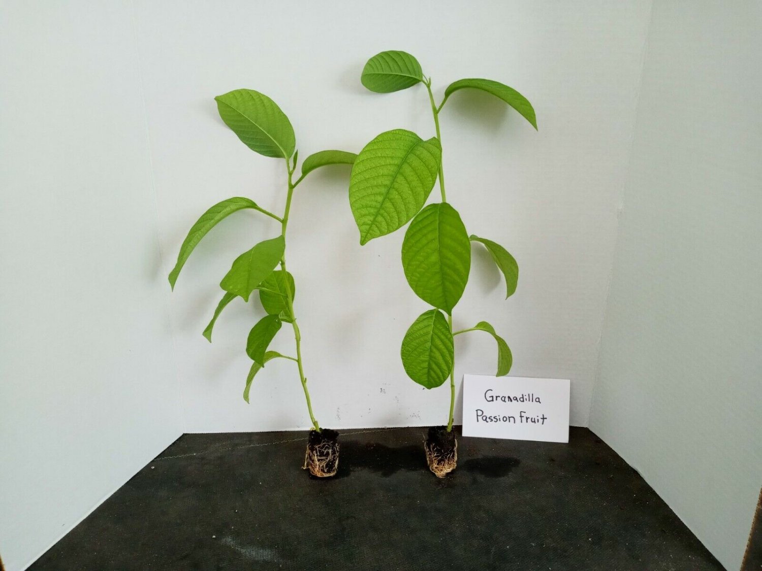 Yellow passion fruit - passiflora live starter plant includes free shipping
