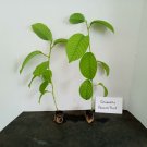 Yellow passion fruit - passiflora live starter plant includes free shipping