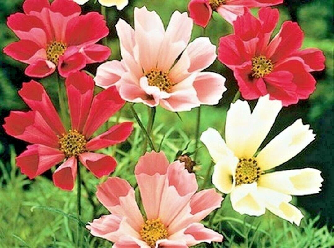 300+ COSMOS ""SEA SHELLS MIX"" Seeds Easy Annual Butterflies Bees Drought Tolerant