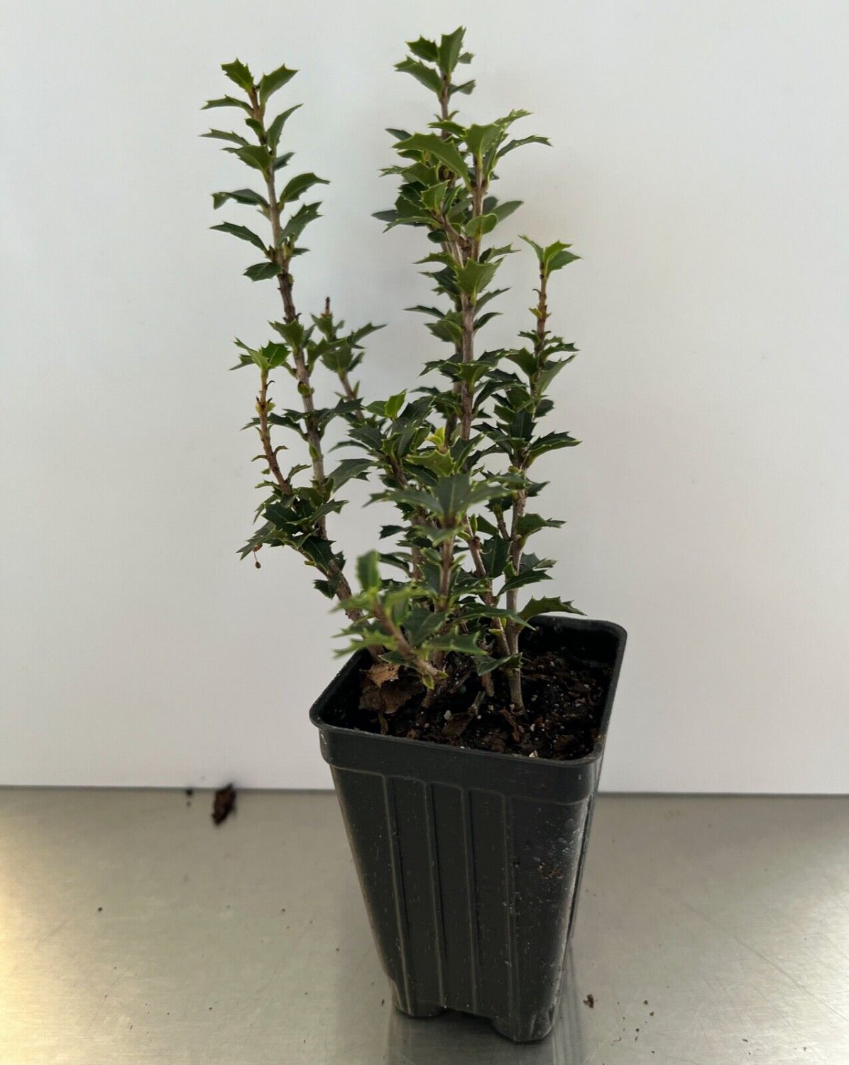 Dwarf Tea Olive ~ Osmanthus heterophyllus 'Kaori Hime' ~ Fragrant ~ Live Plant
