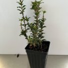Dwarf Tea Olive ~ Osmanthus heterophyllus 'Kaori Hime' ~ Fragrant ~ Live Plant