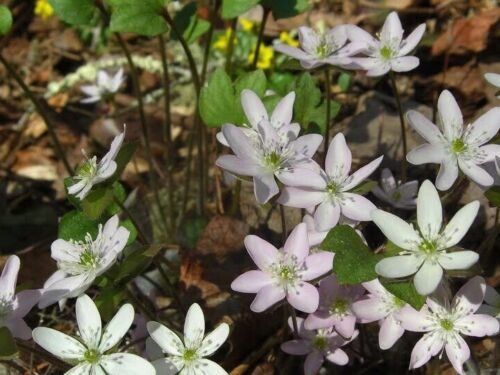 5 Sharp Lobed Hepatica BULB ROOTS PREMIUM NATIVE WOODLAND WILDFLOWERS BR