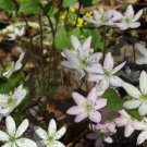 5 Sharp Lobed Hepatica BULB ROOTS PREMIUM NATIVE WOODLAND WILDFLOWERS BR
