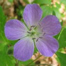 5 Wild Geranium Cranesbill BULB ROOTS PREMIUM NATIVE WOODLAND WILDFLOWERS BR