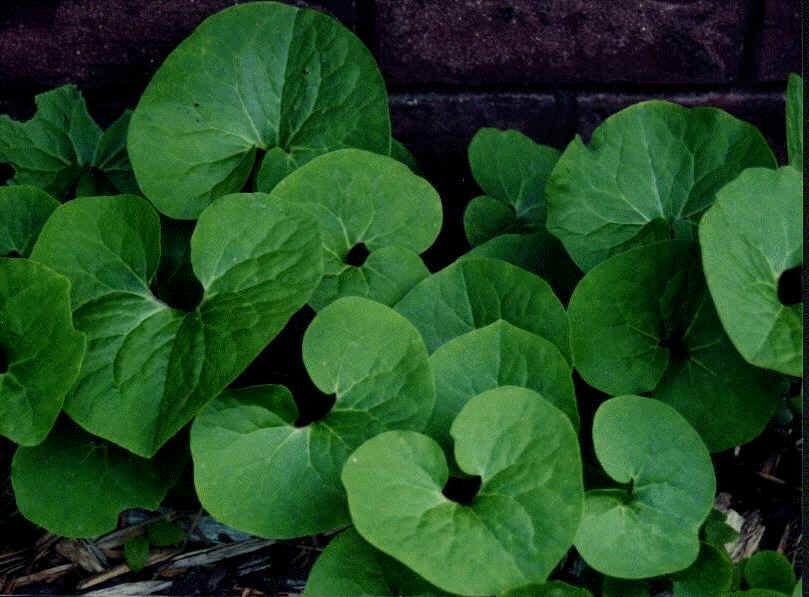 5 Wild Ginger Asarum Canadense Woodland Bare root PREMIUM NATIVE Roots