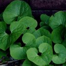 5 Wild Ginger Asarum Canadense Woodland Bare root PREMIUM NATIVE Roots