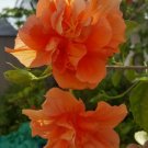 TROPICAL DOUBLE ORANGE HIBISCUS WELL ROOTED 3 TO 5 INCHES LIVE PLANT