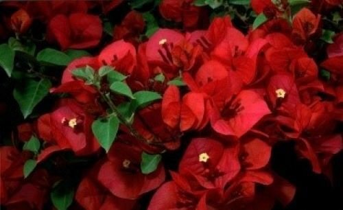 Bougainvillea (San Diego Red) Live Plant