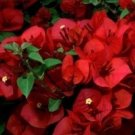 Bougainvillea (San Diego Red) Live Plant