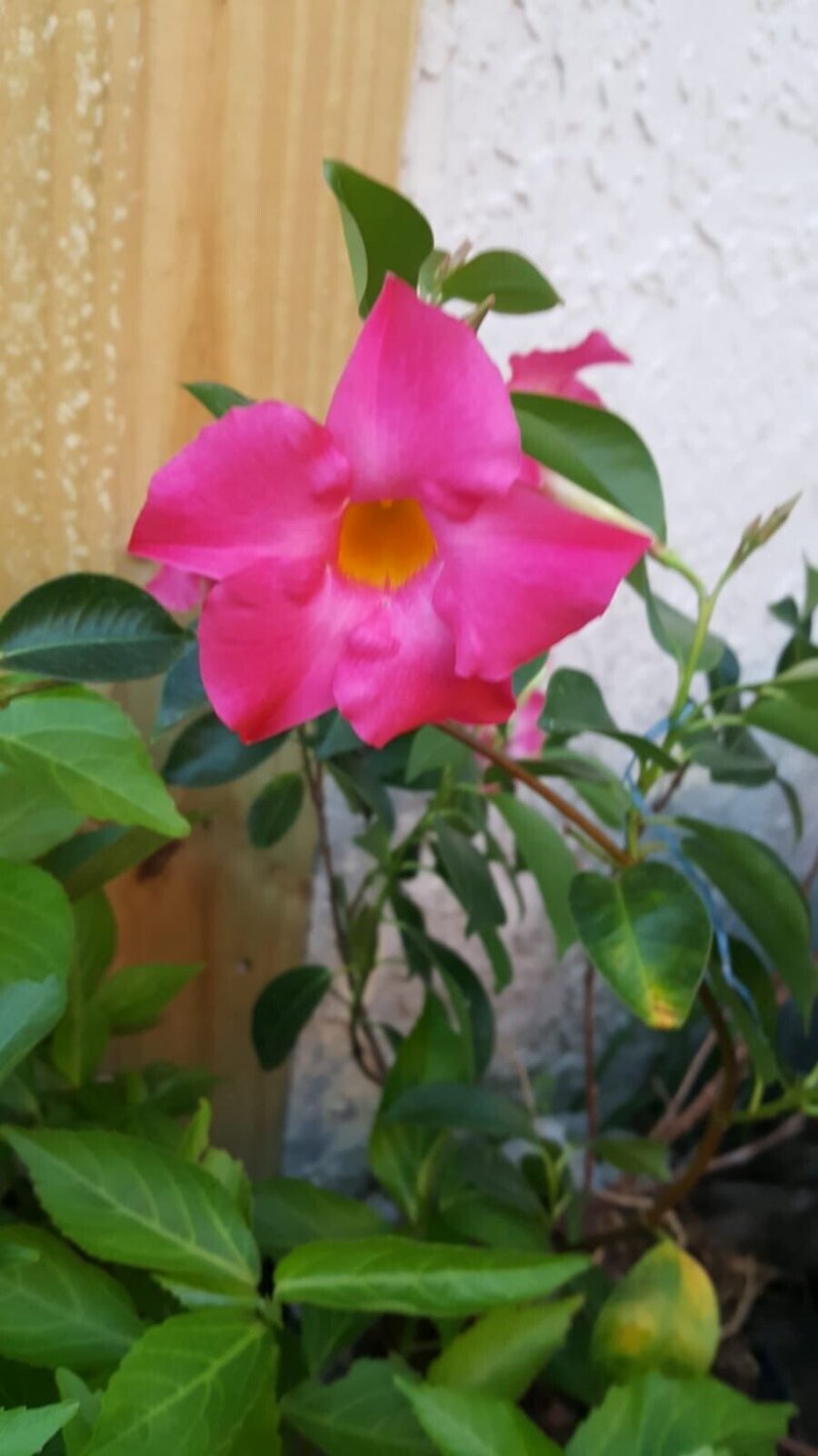 PINK MANDEVILLA STARTER WELL ROOTED LIVE PLANT 5 TO 7" TALL