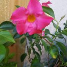 PINK MANDEVILLA STARTER WELL ROOTED LIVE PLANT 5 TO 7" TALL