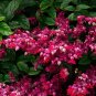 JAVA RED Bleeding Heart Rooted Starter Plant~Clerodendrum Delectum~Red & Purple