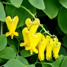 Yellow Bleeding Heart 20 Seeds - Corydalis lutea - SHADE
