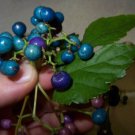 Porcelaine grape berry vine seeds, Ampelopsis, hardy liana, blue rare berries 40 seed