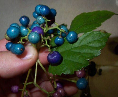 Porcelaine grape berry vine seeds, Ampelopsis, hardy liana, blue rare berries 80 seed