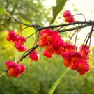 European Spindle Tree Euonymus europaeus 10 Seeds