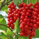 Chinese Magnolia Vine, Schisandra chinensis, Seeds (Edible Fruit, Hardy) 60 seed