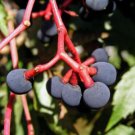 Parthenocissus quinquefolia, grape virginia creeper 1 year old plant