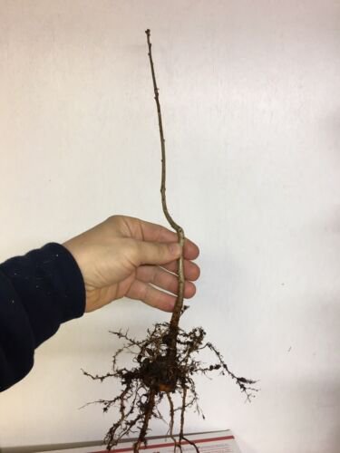 Quercus robur Fastigiata , Columnar English Oak, 1-2 year old, bare root