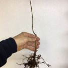 Quercus robur Fastigiata , Columnar English Oak, 1-2 year old, bare root