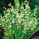 15 Lily of the Valley Plants 