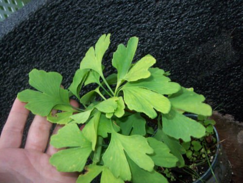 One ginkgo biloba plant 1 yo. Sent with roots wrapped. 4-6 inches tall