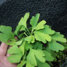 One ginkgo biloba plant 1 yo. Sent with roots wrapped. 4-6 inches tall