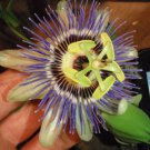 Passiflora Caerulea Plant 10-14 inches tall , Blue Passion flower vine