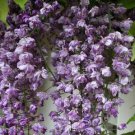 6 cuttings of Wisteria Black Dragon, dormant, no roots, no leaves. For grafting