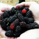 Black Mulberry 6 dormant scion cuttings, no roots, no leaves.