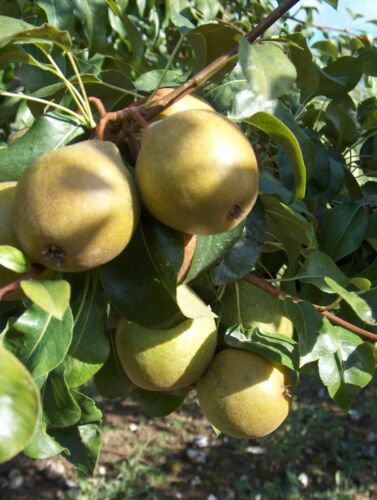 3 Hendre Huffcap Pear Scion Cuttings for Grafting