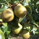 3 Hendre Huffcap Pear Scion Cuttings for Grafting