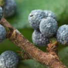 Northern Bayberry plant, Myrica pensylvanica 2 year old 1-2 ft. tall