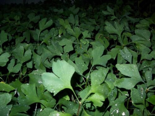2+ ginkgo biloba plants 1 year old