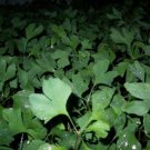 2+ ginkgo biloba plants 1 year old