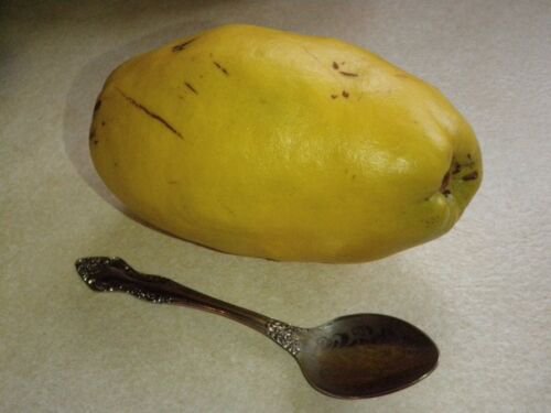 Chinese-Quince (Pseudocydonia Sinensis), 3 scion Cuttings Grafting